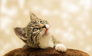 Die Feuerwehr Lage wollte eine Katze retten. - Symbolfoto: Pixabay Die Feuerwehr Lage wollte eine Katze retten. - Symbolfoto: Pixabay