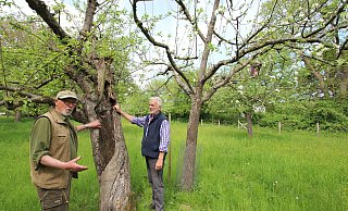 Mancher alte Baum kann noch lange leben, obwohl der Stamm innen hohl ist, wie Eckhard Buschmeier (links) und Jürgen Georgi vom BUND Lemgo zeigen. - Jens Rademacher