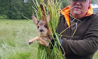 Jan Wisomiersky trägt ein Kitz aus einer lippischen Wiese. - CDU-Kreistagsfraktion Lippe