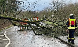Die Feuerwehren mussten sich in Lippe nicht nur um diesen umgestürzten Baum in Horn-Bad Meinberg kümmern. - Feuerwehr Horn-Bad Meinberg