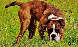 Die Polizei sucht die Halter des unangeleinten Hundes. - Symbolbild: Pixabay