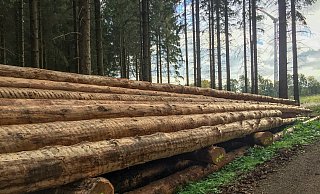 Entrindete Fichten als Ma&szlig;nahme gegen die Verbreitung des Borkenk&auml;fers. - Landesverband Lippe