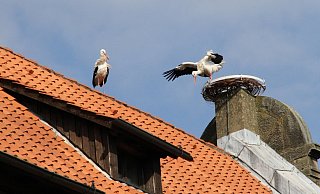 Die ersten Störche haben Lippe erreicht. - Landesverband Lippe