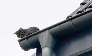 "M&uuml;cke" auf dem Dach. - Feuerwehr Detmold