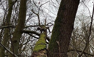 Der Hund ist zu hoch auf einen umgestürzten Baum geklettert und kommt alleine nicht mehr von dort zurück. - Freiwillige Feuerwehr Bad Salzuflen