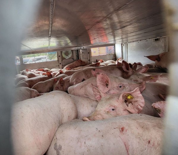 Viel zu viele Schweine in einem Lastwagen: Kontrolleure haben den Transport auf der A3 gestoppt. - © ---/Rhein-Sieg-Kreis/dpa