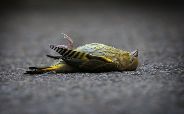 Wer einen toten Vogel im Garten findet, kann ihn entweder begraben oder im Hausmüll entsorgen. - © Karl-Josef Hildenbrand/dpa/dpa-tmn