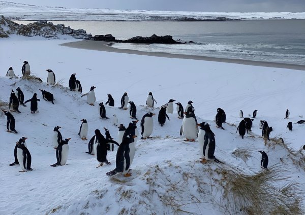 Die Auswirkungen der Vogelgrippe bei Pinguinen können sehr unterschiedlich sein. - © Benedikt von Imhoff/dpa