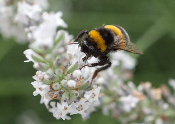 Hummel auf Lavendel - © Foto: dpa