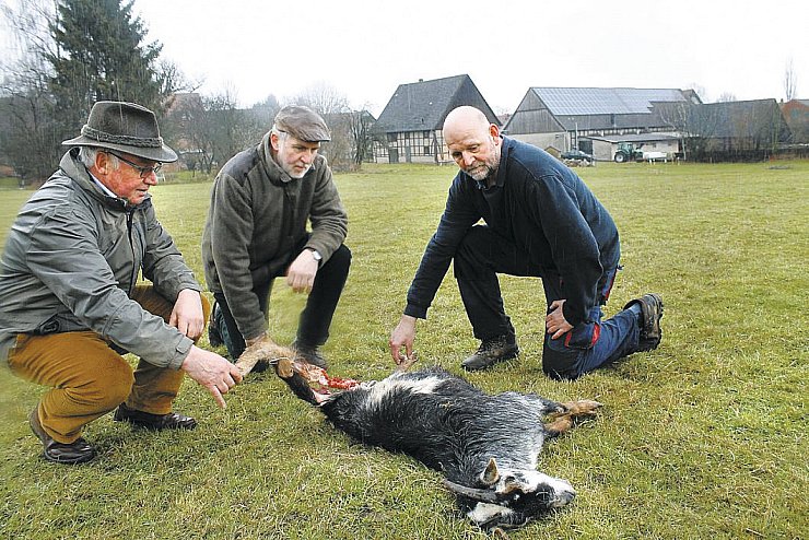 Die Landwirte in Barntrup suchen nach dem Angreifer auf mehrere Zwergziegen. Derzeit gehen die Experten von einem Wolfsangriff aus. Die Attacke beunruhigt das 400 Seelen Dorf. - © Lüdeking