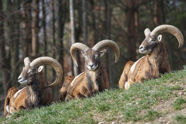 Eine Herde Mufflons verunsichert auch in Bielefeld Autofahrer. - © Symbolbild: Pixabay