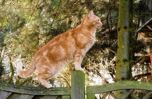 Eine Katze strolcht durch einen Garten - © Foto: Markus Scholz/dpa-tmn