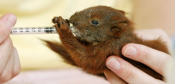 Eichhörnchen-Baby - © Foto: Bernd Settnik