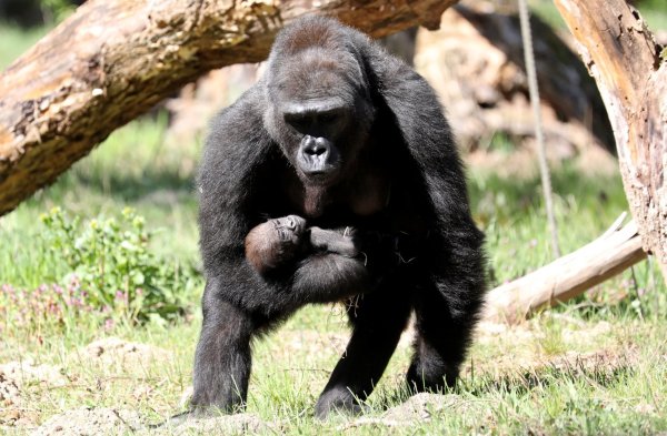 Gorilla-Nachwuchs - © Foto: Bernd Wüstneck/dpa-Zentralbild/dpa