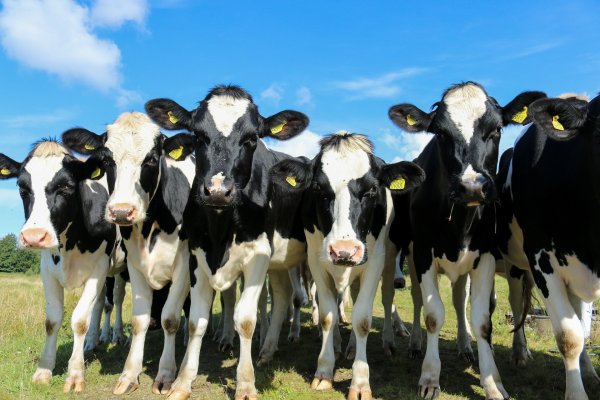 Gut drauf: Trotz niedlicher Blicke interessieren sich immer weniger Tiermedizin-Studenten für die Arbeit in der Massentierhaltung. - © Symbolbild Pixabay