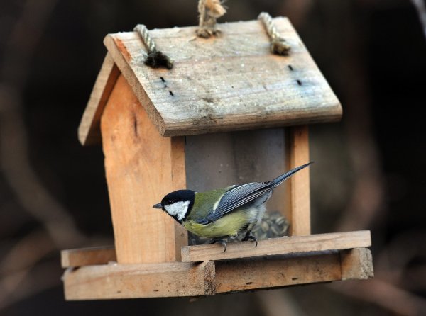Futterhäuschen - © Foto: Holger Hollemann