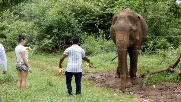 Laut einer Studie kann die Versorgung von wilden Elefanten mit Nahrung «Bettelverhalten» auslösen. (Archivbild) - © -/Udawalawe Elephant Research Project/dpa