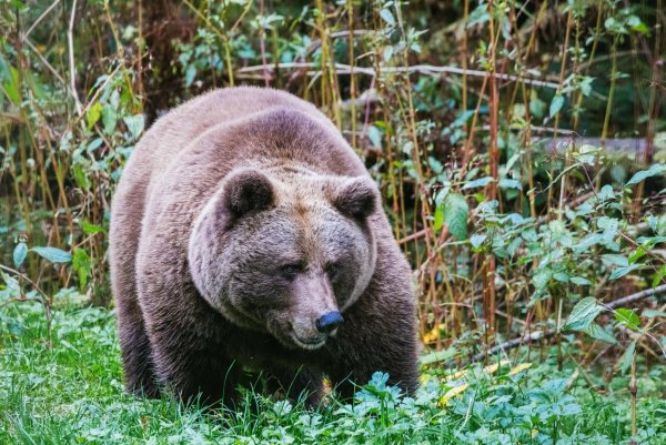 Im "Alternativen Wolf- und Bärenpark Schwarzwald" steht eine Bärin. Hier soll künftig auch die Bärin Gaia zuhause sein. - © Philipp von Ditfurth/dpa