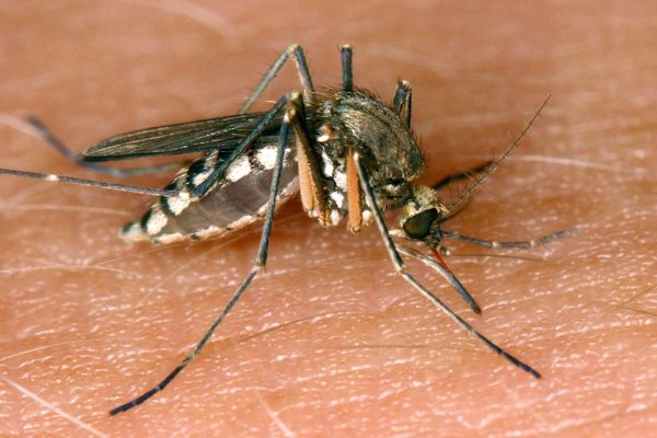 In Deutschland sind 26 Infektionen mit dem West-Nil-Virus gemeldet worden. - © Andreas Lander/dpa-Zentralbild/dpa