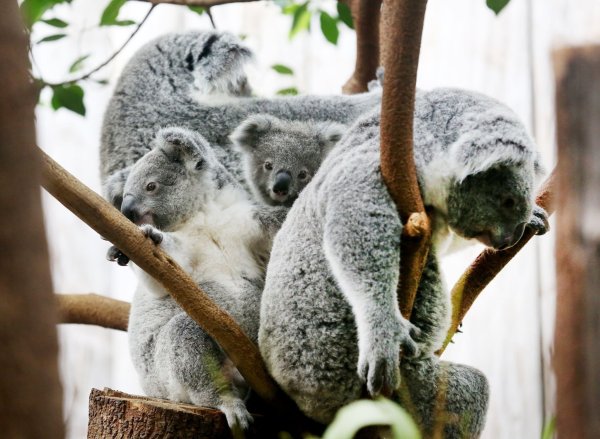 Der Duisburger Zoo ist europaweit Spezialist für die aufwendige Zucht und Zoo-Haltung der Koalas. (Archivbild) - © Roland Weihrauch/dpa