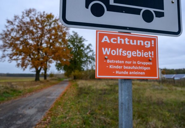 In Deutschland sind 209 Wolfsrudel nachgewiesen. (Archivbild) - © Patrick Pleul/dpa