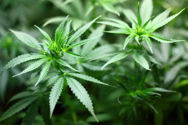 300 Marihuana-Pflanzen fanden die Ermittler in einem Doppelhaus in Waddenhausen. - © Symbolbild: Pixabay