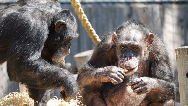 Die Schimpansen Bally (l) und Limbo (r) haben den verheerenden Brand im Affenhaus vor knapp sechs Jahren überlebt - nun bekommen sie ein neues Gehege. - © ---/Zoo Krefeld/dpa