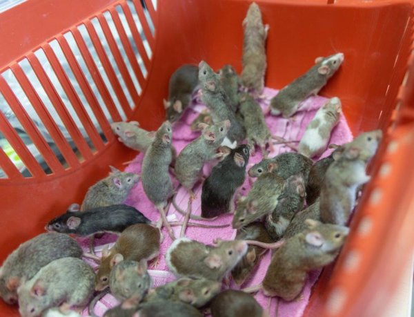 Mäuse können sich wahnsinnig schnell vermehren - und Tierbesitzer deshalb besonders schnell überfordern. - © ---/Tierschutzverein Groß-Essen e.V./dpa