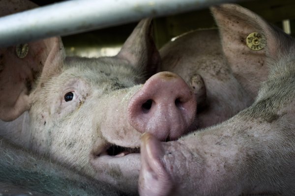 Schweinetransport - © Foto: picture alliance / dpa