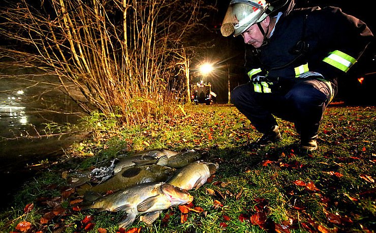 Rund 100 tote Fische trieben an der Wasseroberfläche des Teichs am Flehmannshof. - © FOTO: SARAH JONEK
