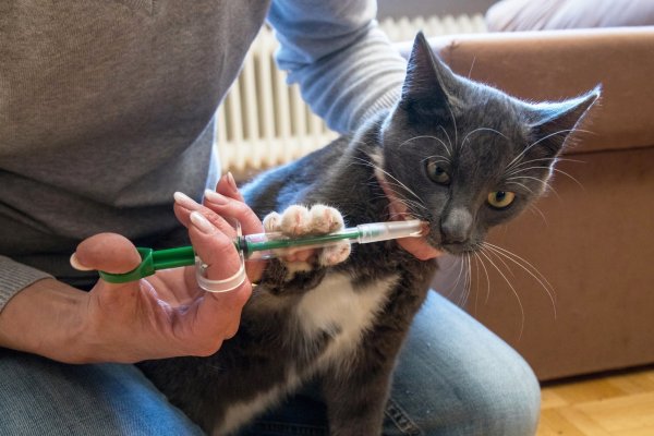 Wurmkur für eine Katze - © Foto: Christin Klose/dpa-tmn