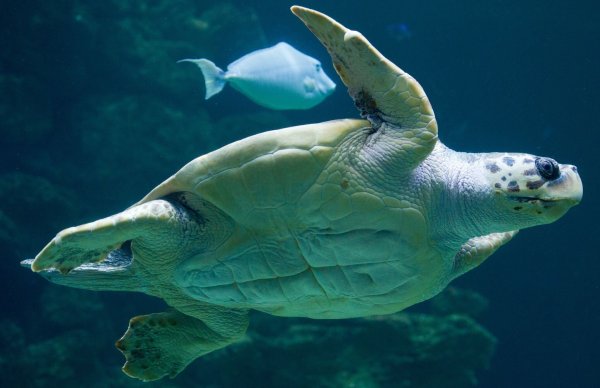 «Die Tatsache, dass die Brutzeit früher beginnt, deutet darauf hin, dass die Schildkröten sich anpassen, um die sehr hohen Temperaturen im Sommer zu vermeiden.» - © Stefan Sauer/dpa