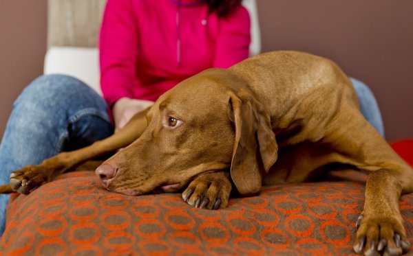 Hund vor Blitzlicht schützen - © Foto: Monique Wüstenhagen