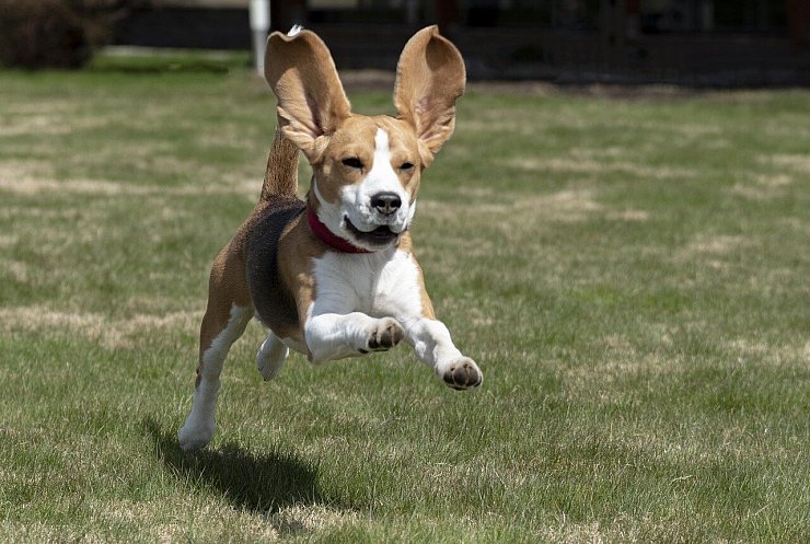 Ein Beagle in Aktion: Mit der Energie und Freude eines Hundes durchs Berufsleben. - © Nick115/Pixabay