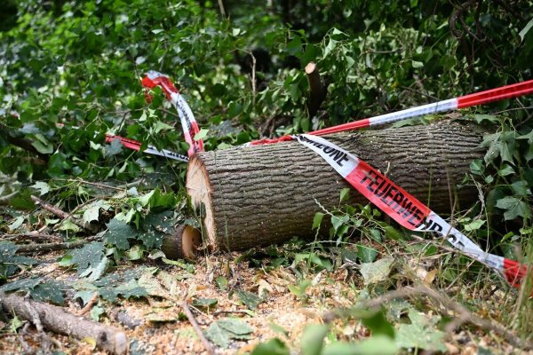 Folgen des Klimawandels wie Dürren machen Wälder anfälliger für andere Folgen des Klimawandels - wie Unwetter. - © Michael Brandt/dpa