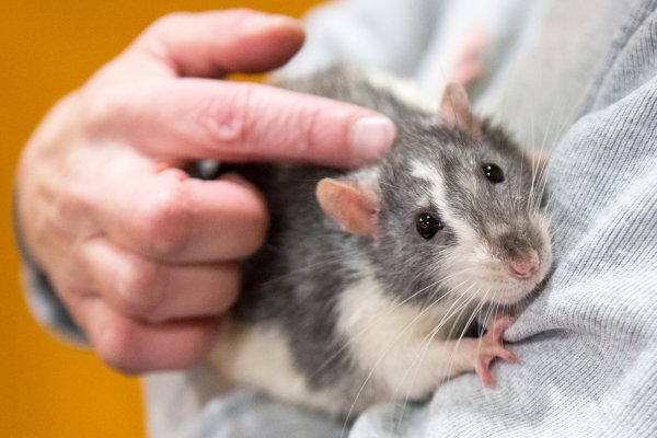 Ratte als Haustier - © Foto: Andrea Warnecke/dpa-tmn
