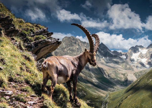 Steinbock im Pitztal - © Foto: TVB Pitztal/dpa-tmn