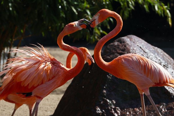 Sommerhitze im Zoo - © Foto: Christian Charisius/dpa