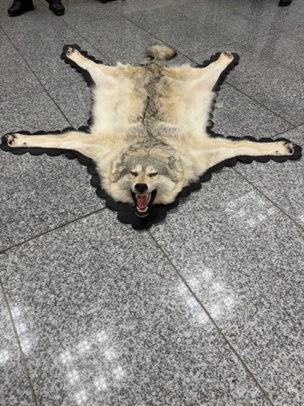 Der Zoll am Frankfurter Flughafen entdeckte ein Wolfsfell im Gepäck eines Reisenden. (Handout) - © -/Zoll/dpa