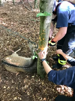 Feuerwehrleute retten einen Hirsch. - &copy; Feuerwehr Detmold