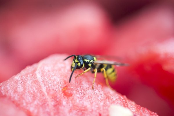 Wespe auf einer Melone - © Foto: Inga Kjer