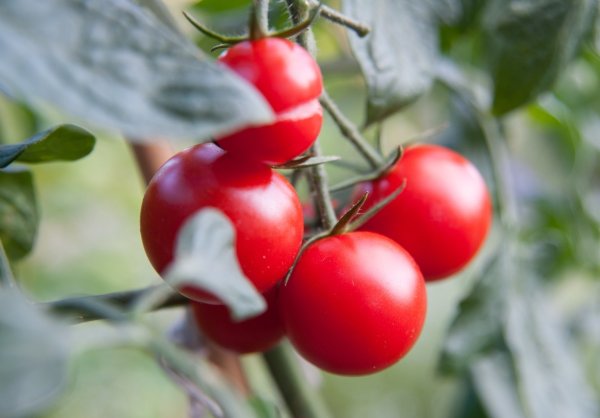 Tomatenpflanze - © Foto: Andrea Warnecke