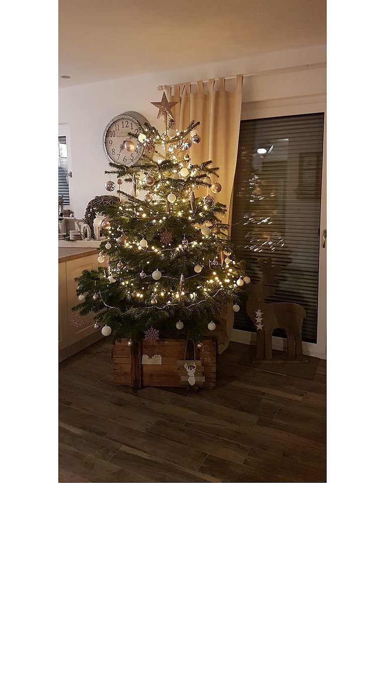 Weihnachtsbäume in Lippe