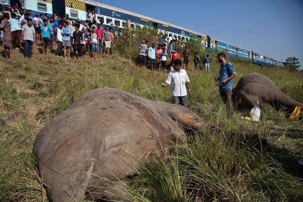 Wildlebende Elefanten werden in Indien immer wieder Opfer von Zugunglücken. Intelligente Systeme sollen helfen, das zu verhindern. - © picture alliance / Anupam Nath/AP/dpa