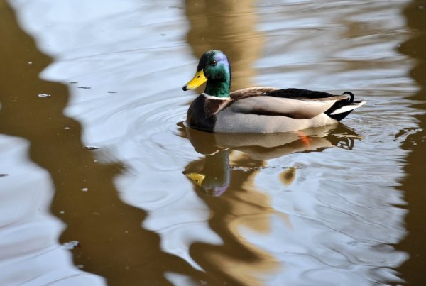 Ente im Teich - © Foto: Andrea Warnecke