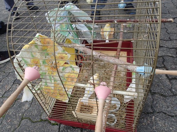 Das sind die geretteten Vögel. - © Daniel Hobein