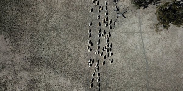Schafe ziehen durch ein karges Weideland. - © Dean Lewins/AAP/dpa