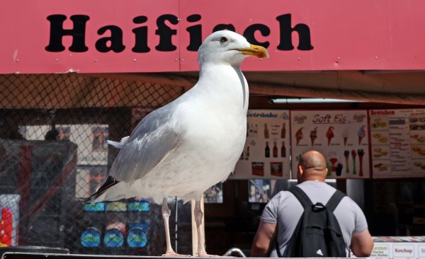 Eine Möwe lauert vor einem Verkaufskutter in Warnemünde auf die nächste Beute. - © Bernd Wüstneck/dpa