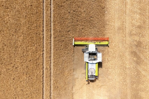 Mähdrescher rollen zur Ernte auf die ersten Äcker. (Archivbild) - © Sebastian Kahnert/dpa