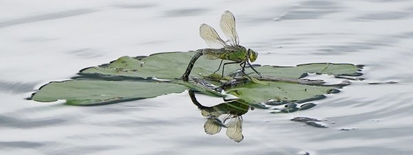 Für Insekten sind Pyrethroide, die unter anderem in Pflanzenschutzmitteln stecken, besonders gefährlich. (Archivbild) - © Niall Carson/PA Wire/dpa